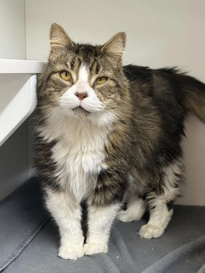 An adult medium-sized male Domestic Long Hair cat named Syca for adoption in West Chester, PA