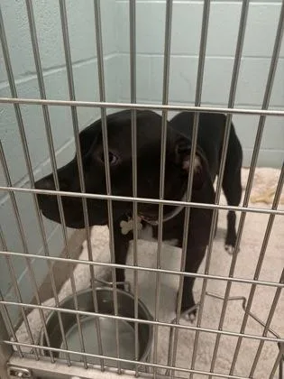 A baby medium-sized female Pit Bull Terrier dog named Roxy for adoption in Fishers, IN