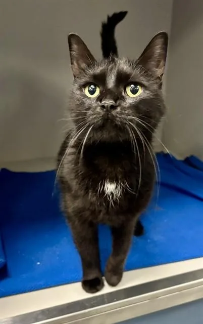 A young medium-sized female Domestic Short Hair cat named Marceline for adoption in Kalamazoo, MI