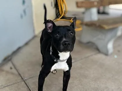An adult small-sized female Terrier dog named Midnight for adoption in Gainesville, FL