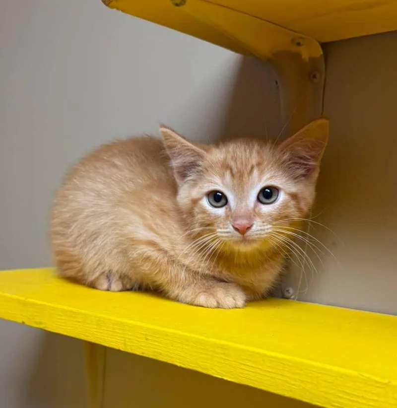 A baby medium-sized female Tabby (Orange / Red) Domestic Short Hair cat named Angelica for adoption in Maryville, MO