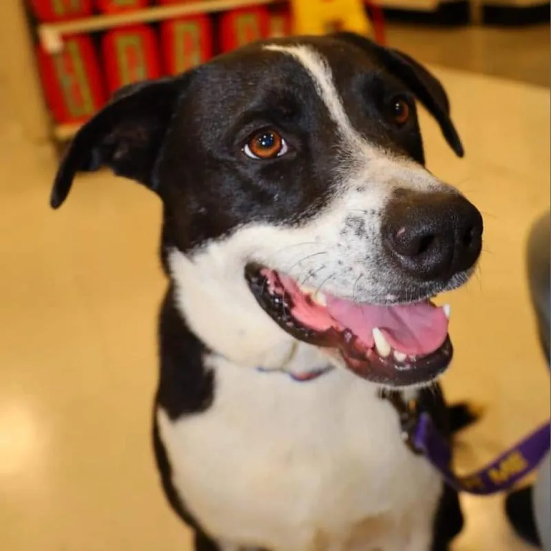 Bobby Jum thumbnail 2