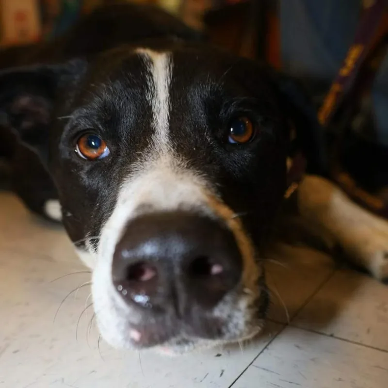 Bobby Jum thumbnail 3