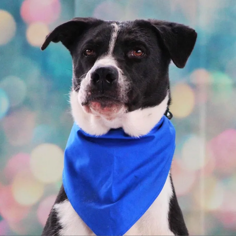 Bobby Jum thumbnail 4