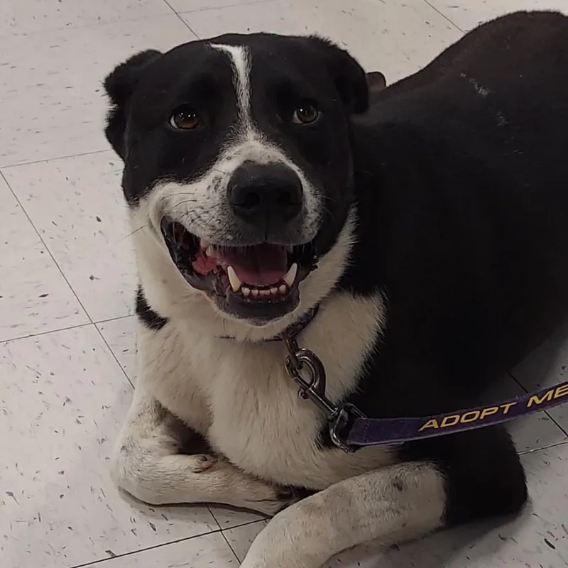 Bobby Jum thumbnail 5