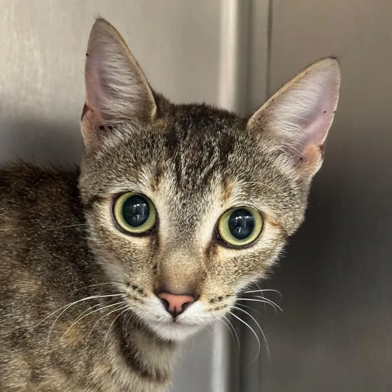 An adult medium-sized female Domestic Short Hair cat named Kate for adoption in Santa Barbara, CA