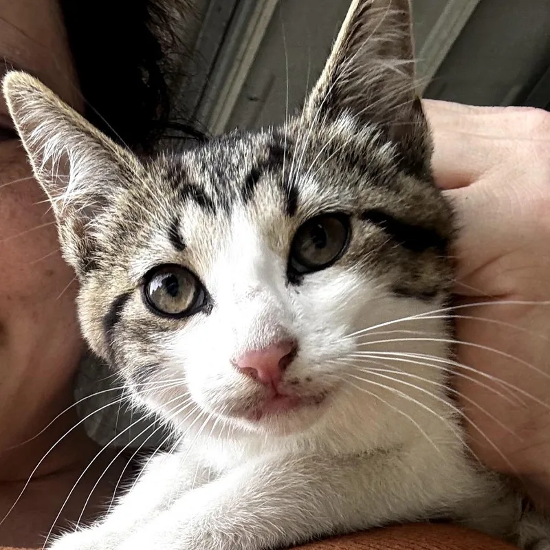 A baby small-sized male Brown / Chocolate Domestic Short Hair cat named Brad Kitt for adoption in HERNANDO, MS