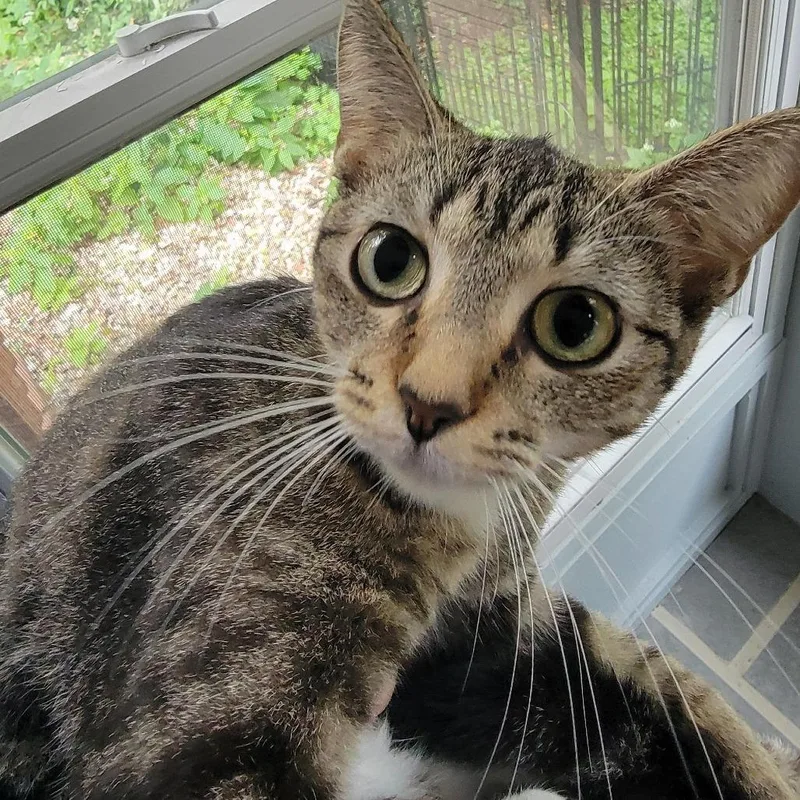 A young small-sized female American Shorthair cat named Toph Home to for adoption in South Elgin, IL