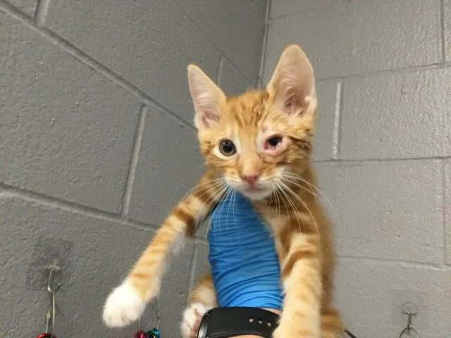 A baby small-sized male Domestic Short Hair cat named Kingston for adoption in Thousand Palms, CA