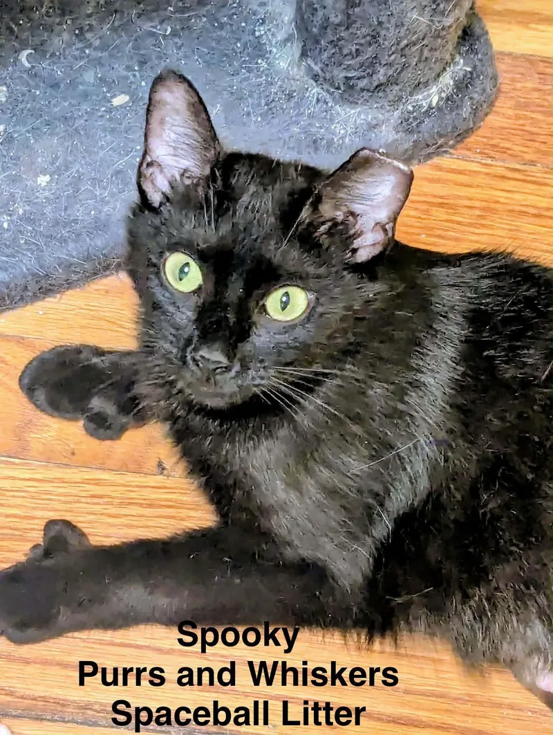 A young medium-sized female Black Domestic Short Hair cat named Spooky for adoption in New Hartford, NY
