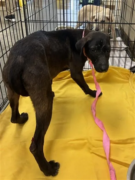 A young large-sized female Labrador Retriever dog named Licorice for adoption in Texas City, TX