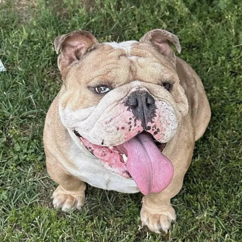 An adult medium-sized male English Bulldog dog named Scooter for adoption in Sonoma, CA