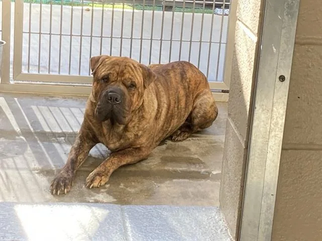 An adult medium-sized male Shar-Pei dog named Jarol for adoption in Tustin, CA