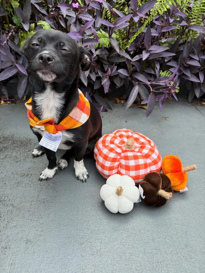 Remi