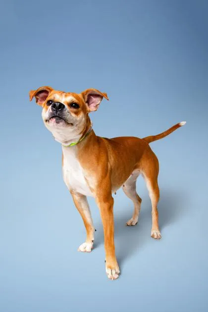 An adult medium-sized female Pug dog named Tinkerbelle for adoption in Sevierville, TN