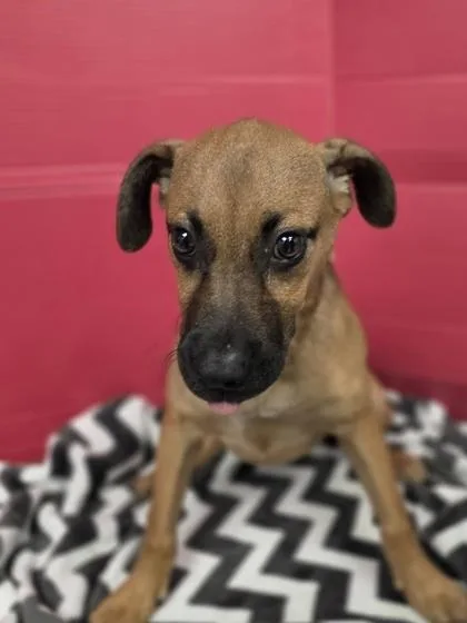 A baby medium-sized male Mixed Breed dog named Apollo for adoption in Houston, TX