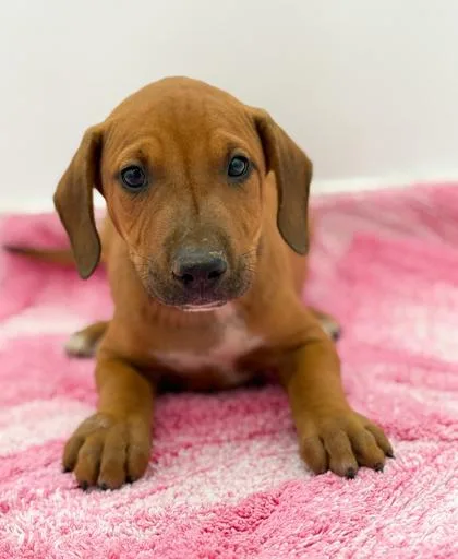 A young small-sized male Terrier dog named Linus for adoption in Bowling Green, KY