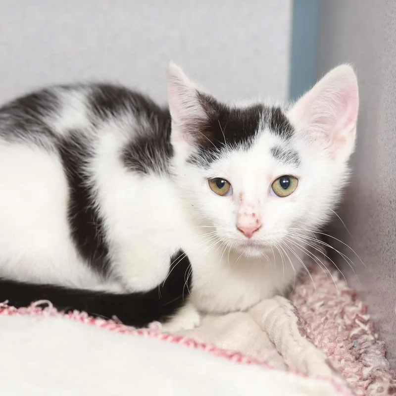 A baby small-sized female Black Domestic Short Hair cat named Repeat Offender for adoption in Evansville, IN