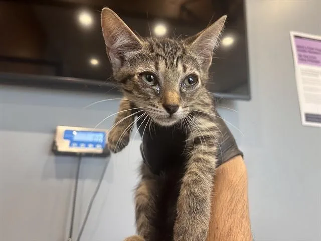 A baby small-sized female Domestic Short Hair cat named Ariel for adoption in Garland, TX