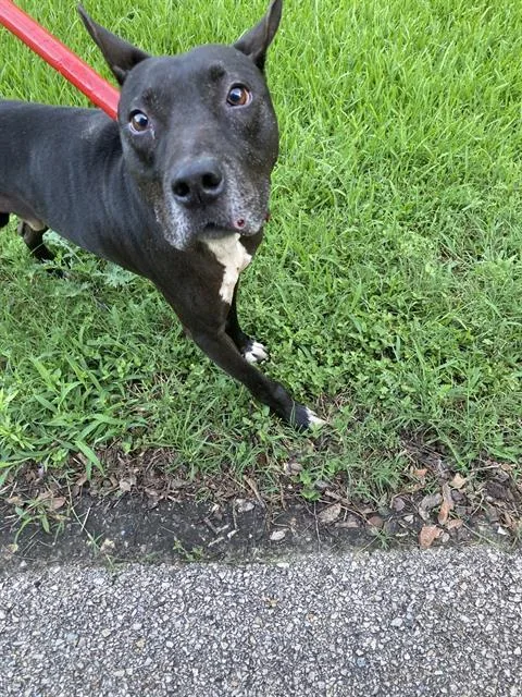 An adult medium-sized male Mixed Breed dog named Ian for adoption in Dallas, TX