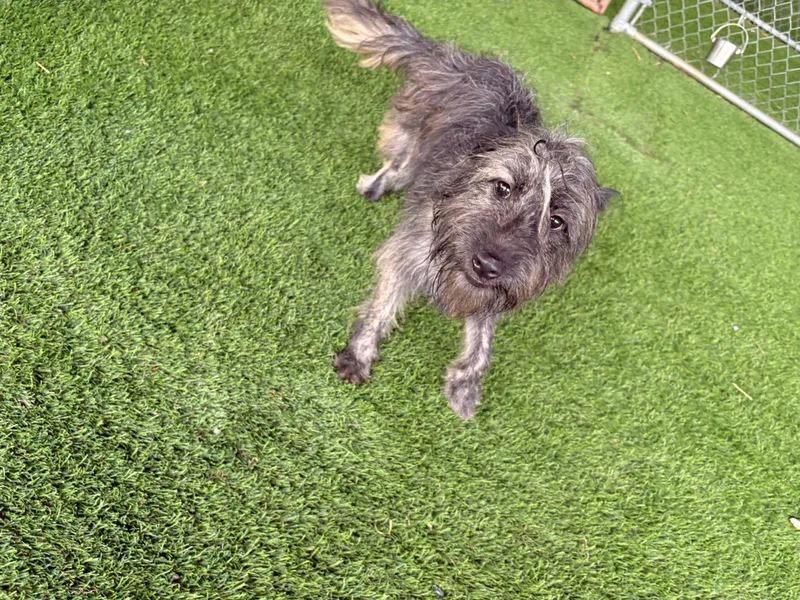 A young small-sized female Gray / Blue / Silver Mixed Breed dog named Mika for adoption in Brooklyn, NY