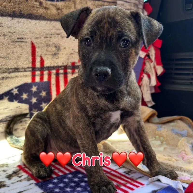 A baby medium-sized male Black Dutch Shepherd dog named Roo for adoption in Long Beach, CA