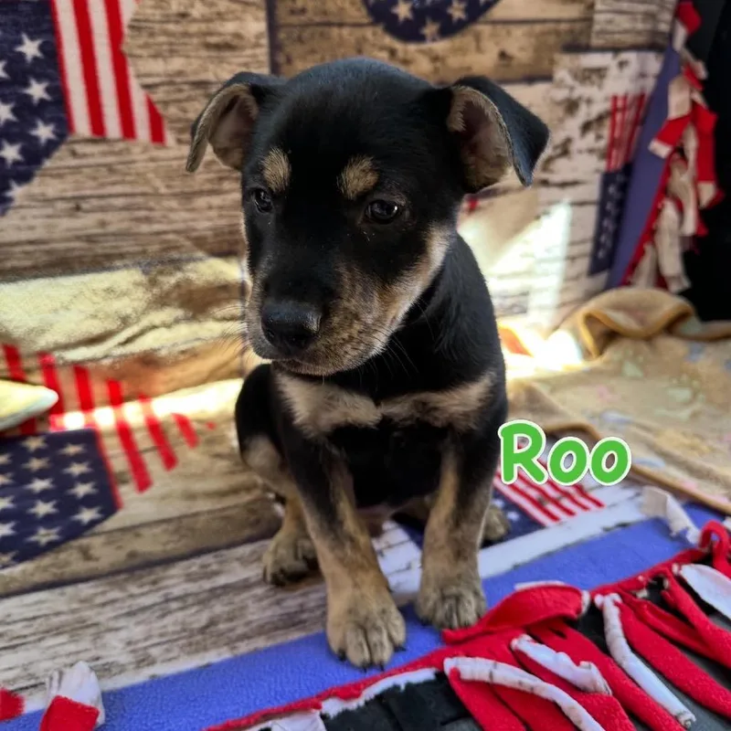 Roo thumbnail 2