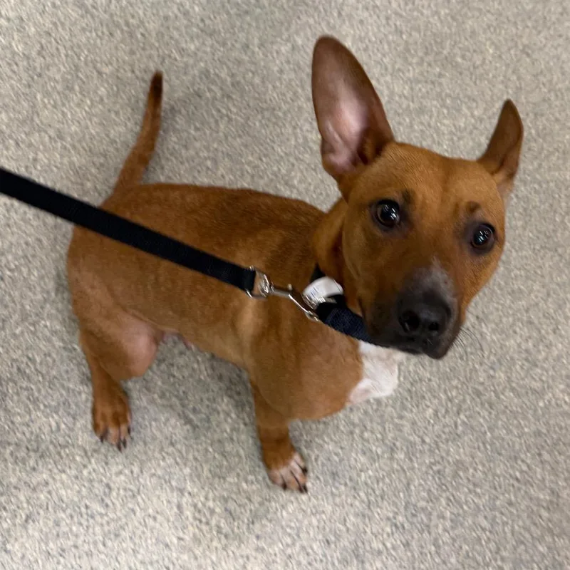 An adult medium-sized female Yellow / Tan / Blond / Fawn Mixed Breed dog named Splenda for adoption in Jacksonville, FL