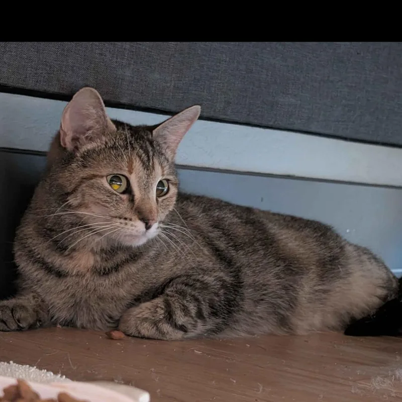 A young medium-sized female Domestic Short Hair cat named Marmalade for adoption in Ashland, OR