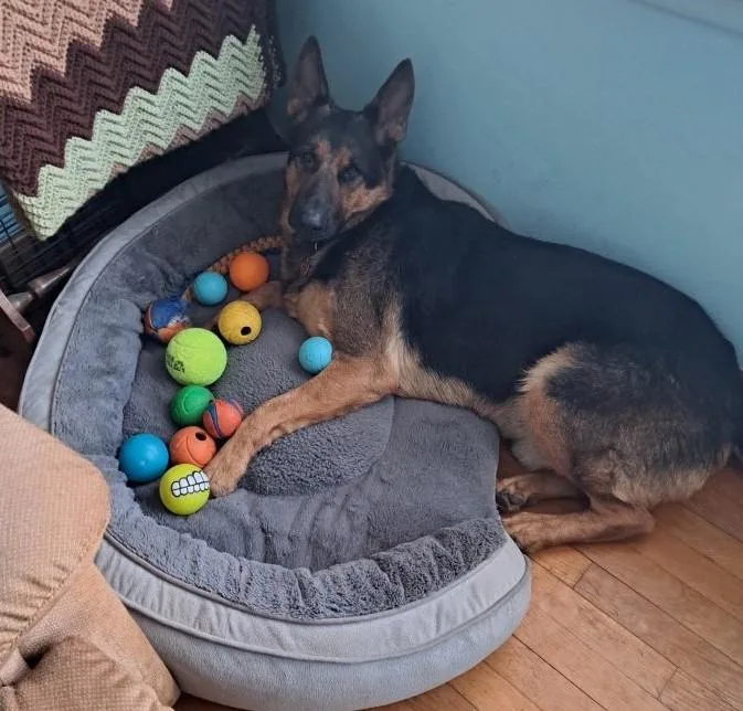 An adult large-sized male German Shepherd Dog dog named Luca for adoption in Schererville, IN