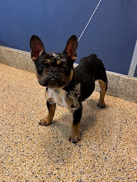 A young small-sized male French Bulldog dog named Papi for adoption in Miami, FL