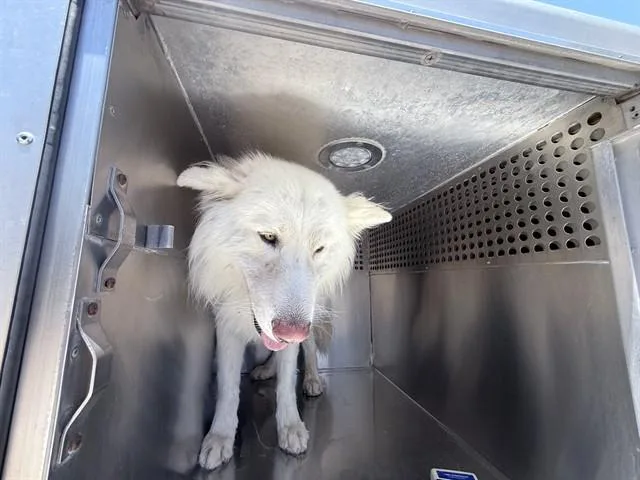 Snow Cone