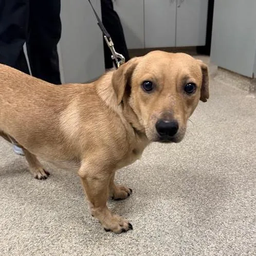 A young medium-sized male Brown / Chocolate Mixed Breed dog named Mercutio for adoption in Jacksonville, FL