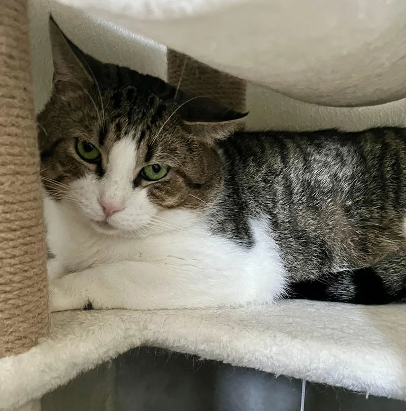 An adult medium-sized male Tabby (Brown / Chocolate) Domestic Short Hair cat named Klaus for adoption in Seville, OH