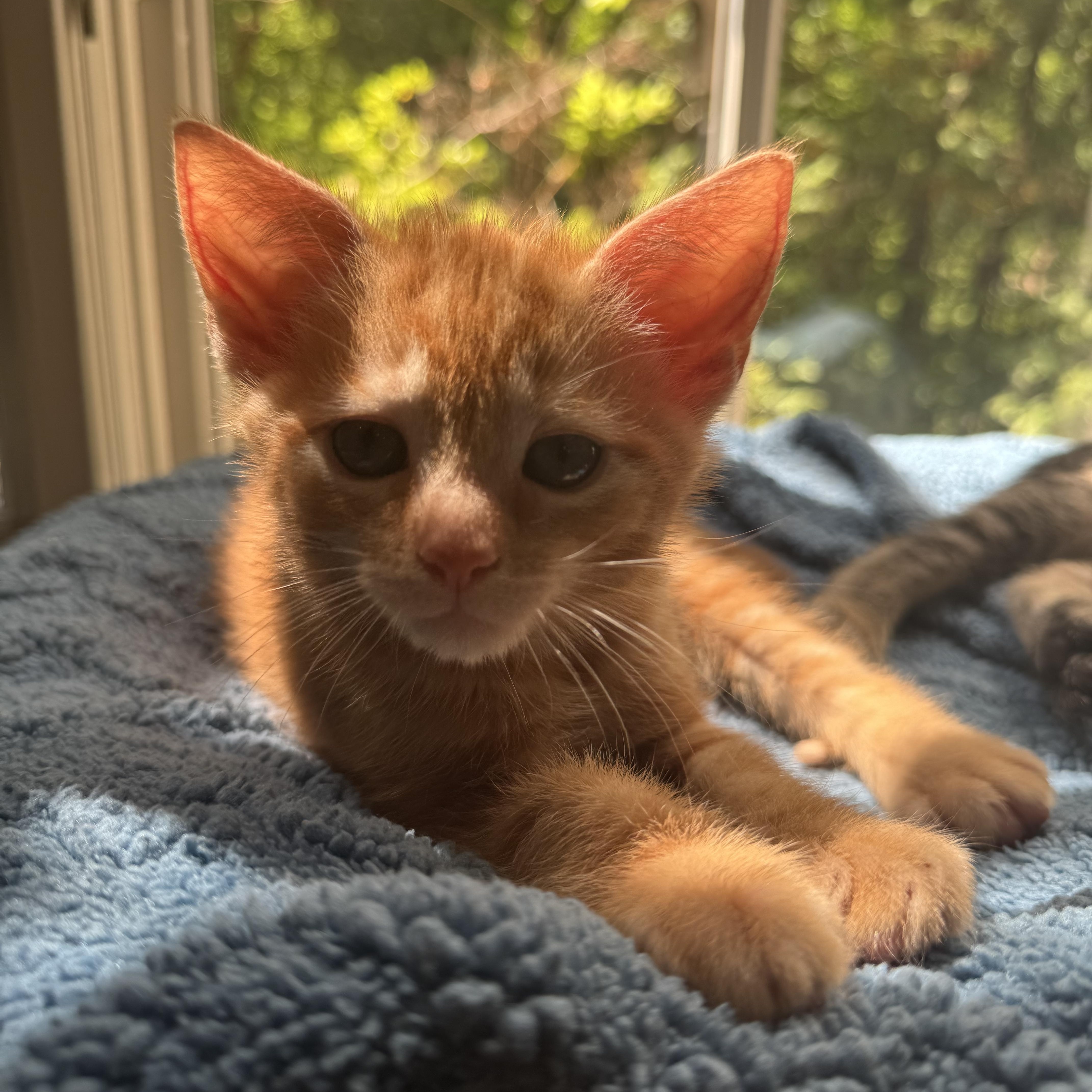 Chilli Pepper thumbnail 2