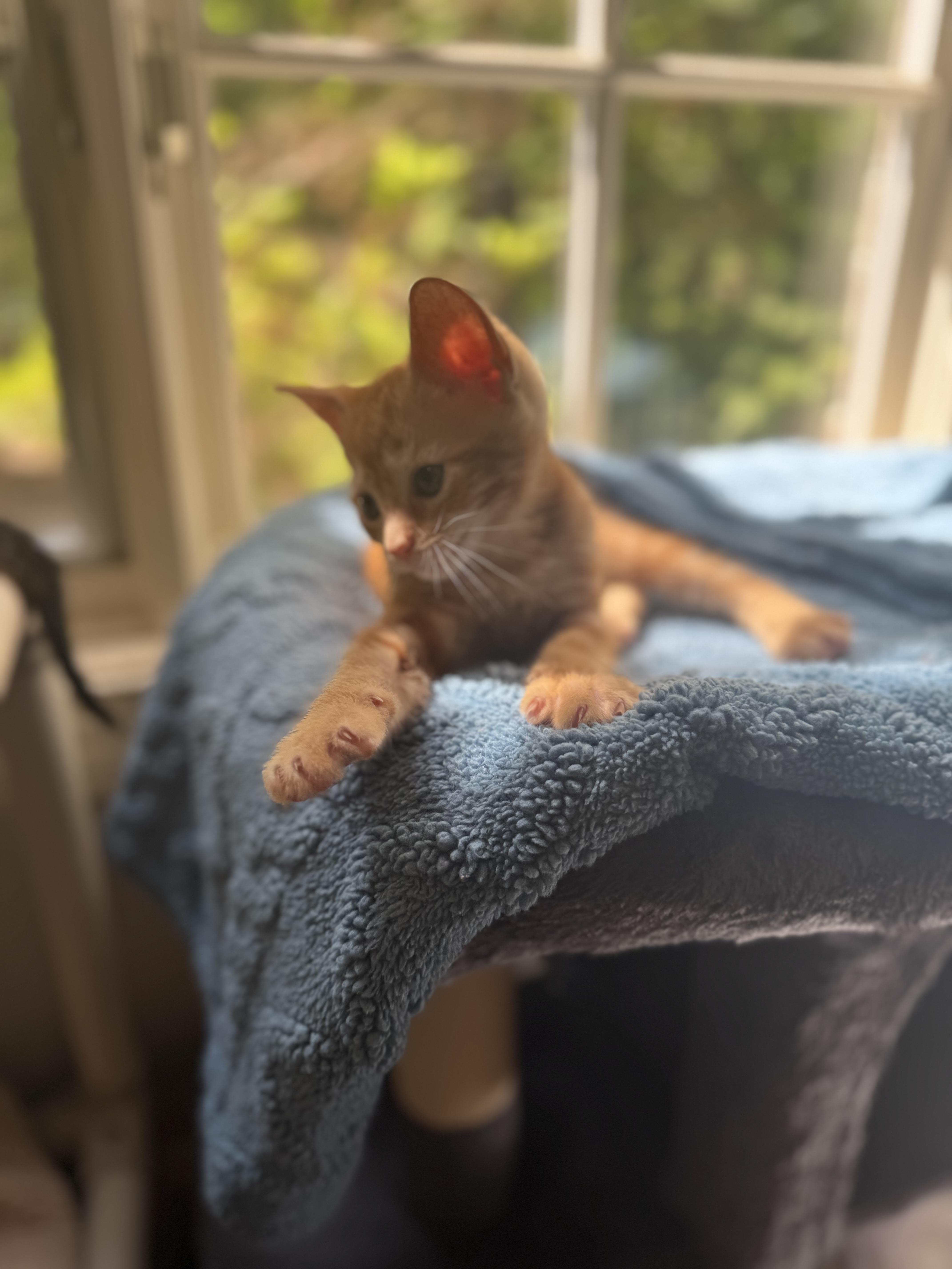 Chilli Pepper thumbnail 3