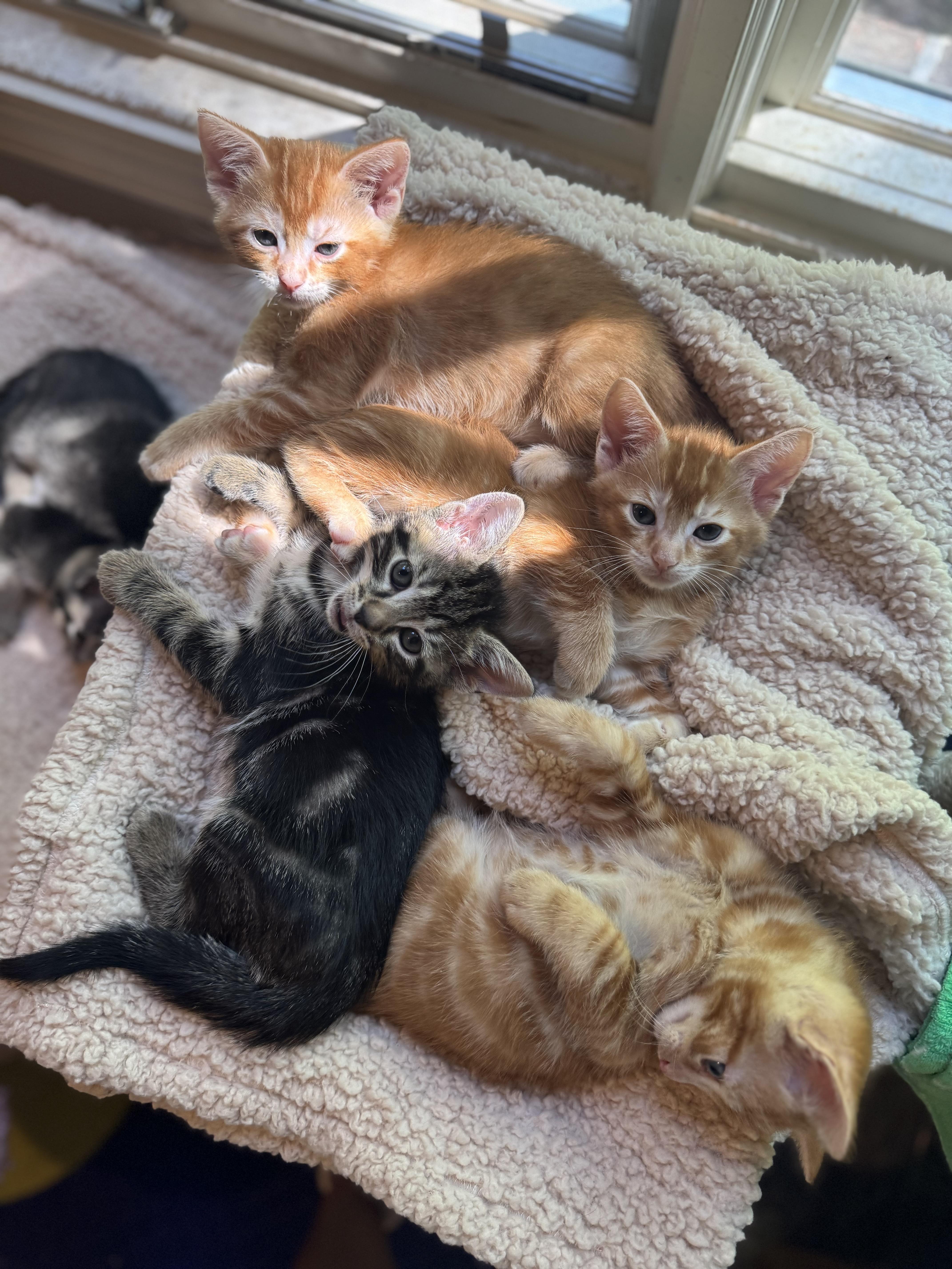 Chilli Pepper thumbnail 4