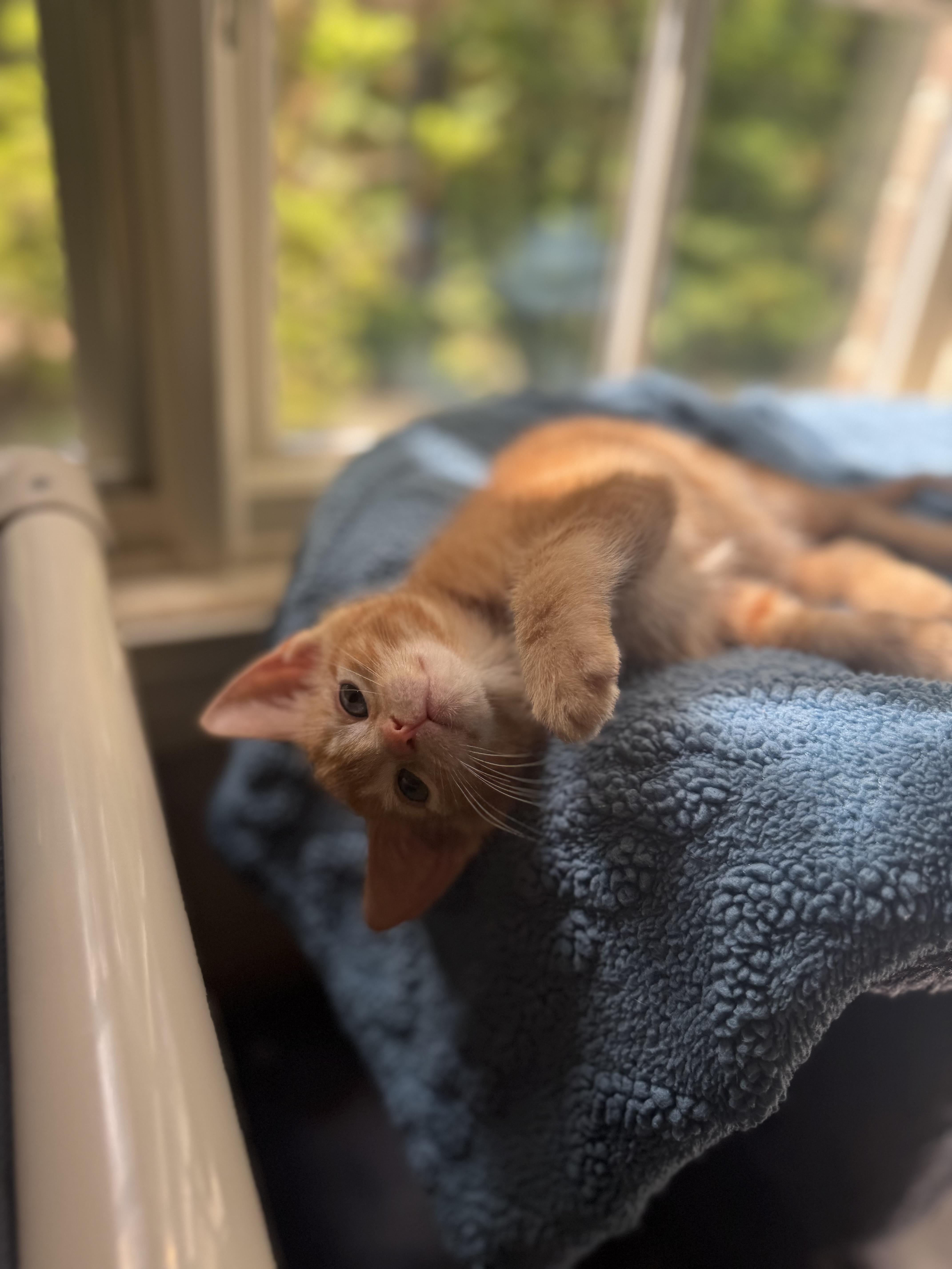 Chilli Pepper thumbnail 5