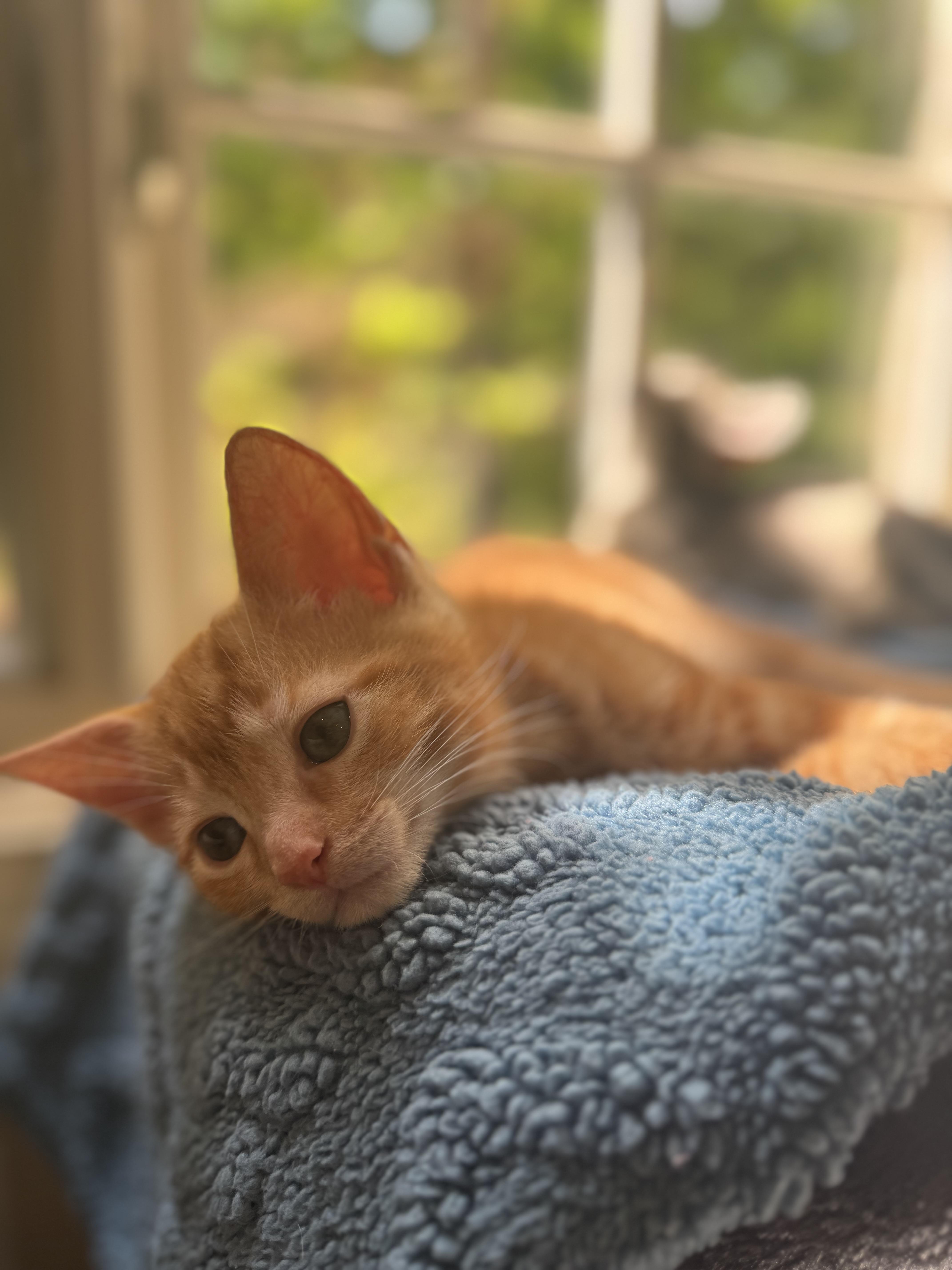 Chilli Pepper thumbnail 6