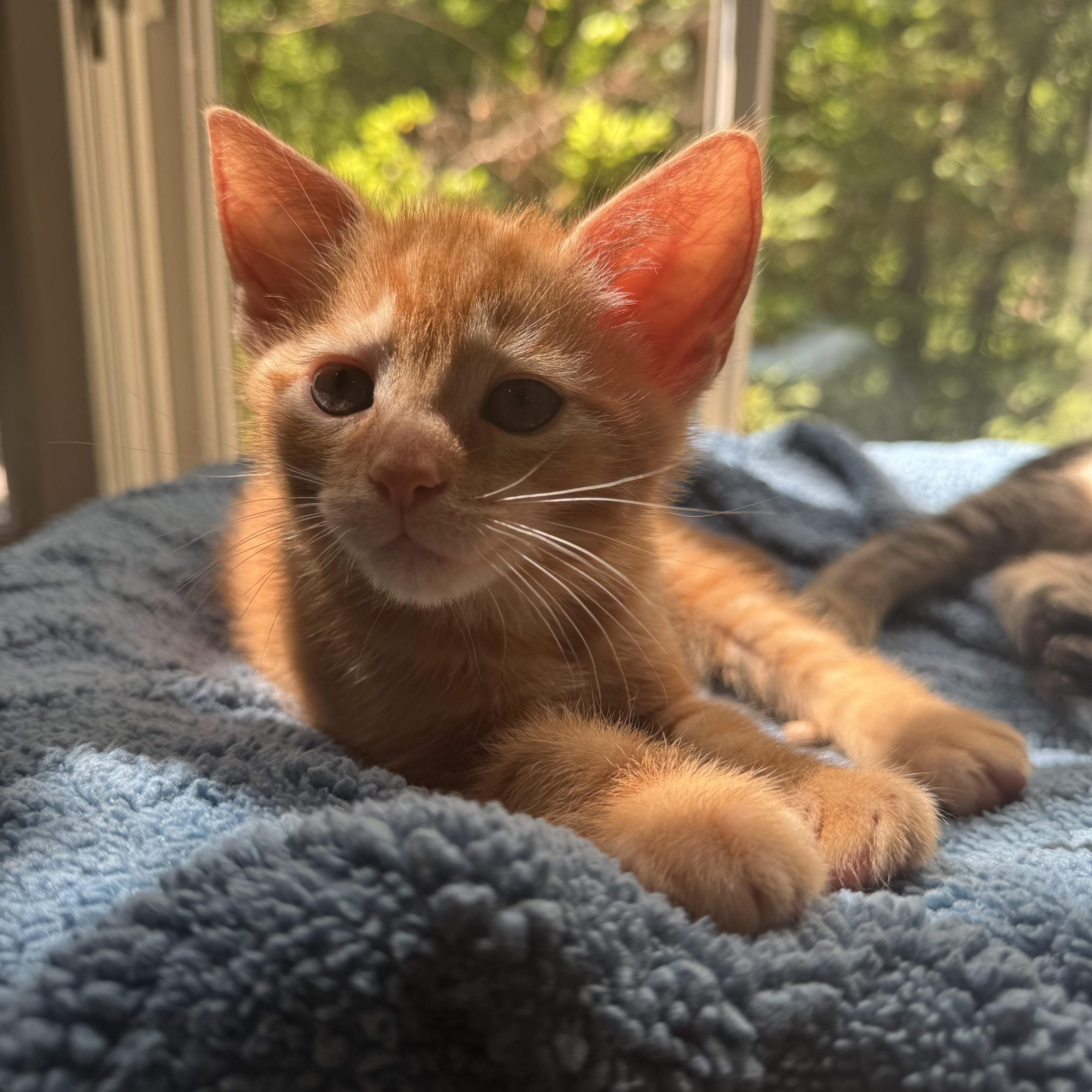 A baby medium-sized male Orange & White Domestic Short Hair cat named Chilli Pepper for adoption in Tuscaloosa, AL