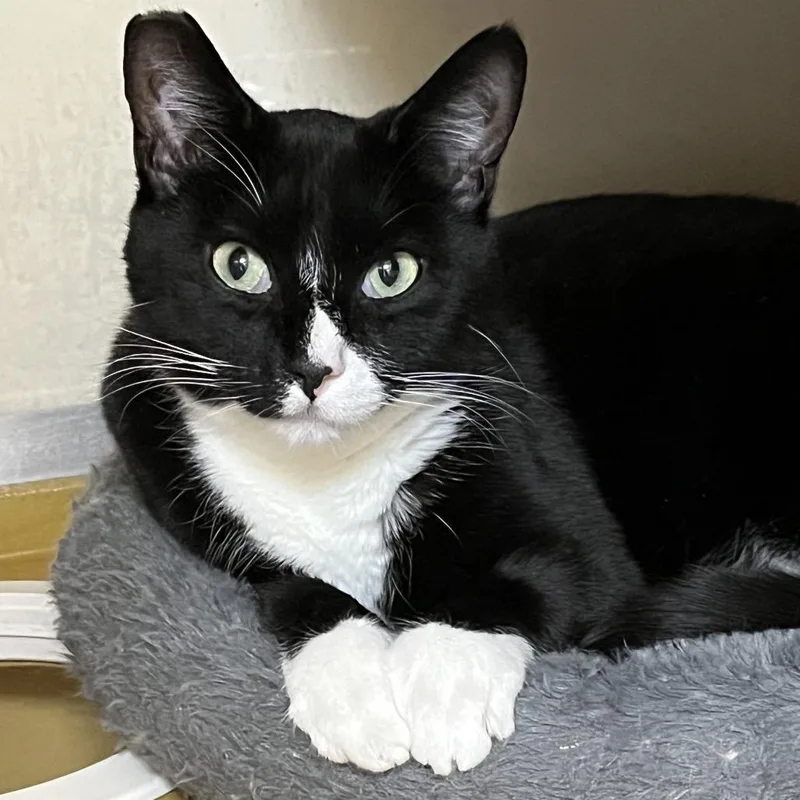 An adult medium-sized male Black Domestic Short Hair cat named Louie for adoption in Las Vegas, NV