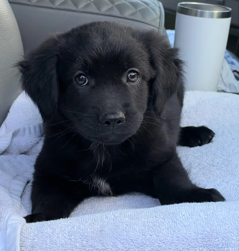 A baby medium-sized male Black Mixed Breed dog named Thunder for adoption in Mt Pleasant, SC
