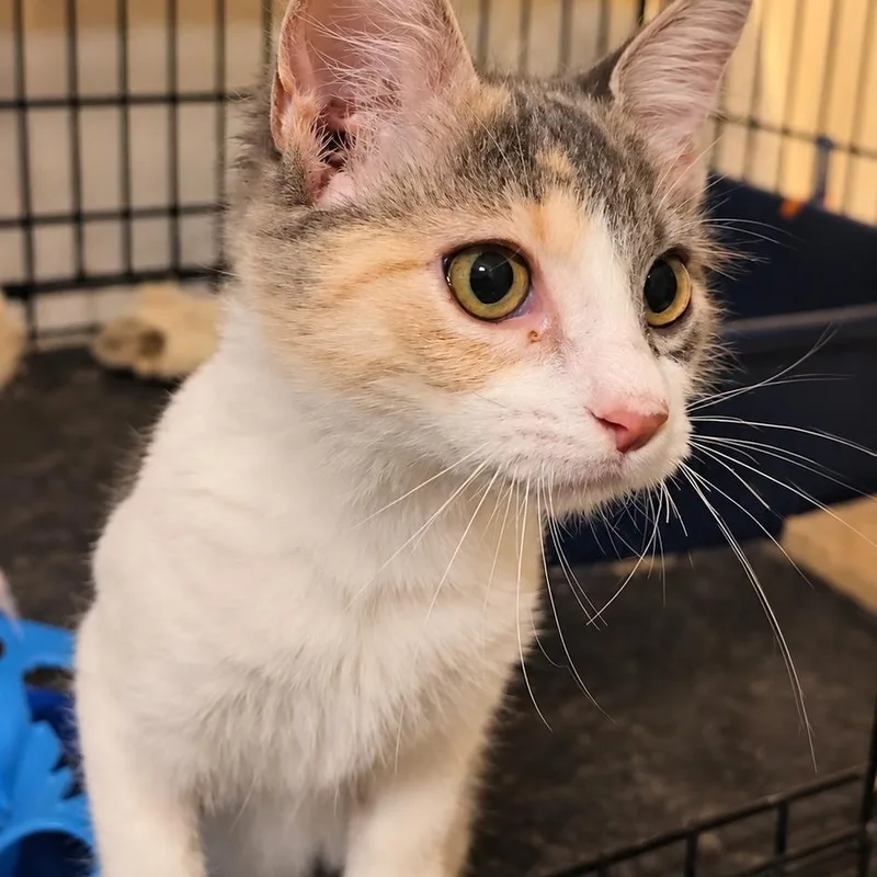 A baby medium-sized female Calico Domestic Medium Hair cat named Miette A Playful  for adoption in New York, NY