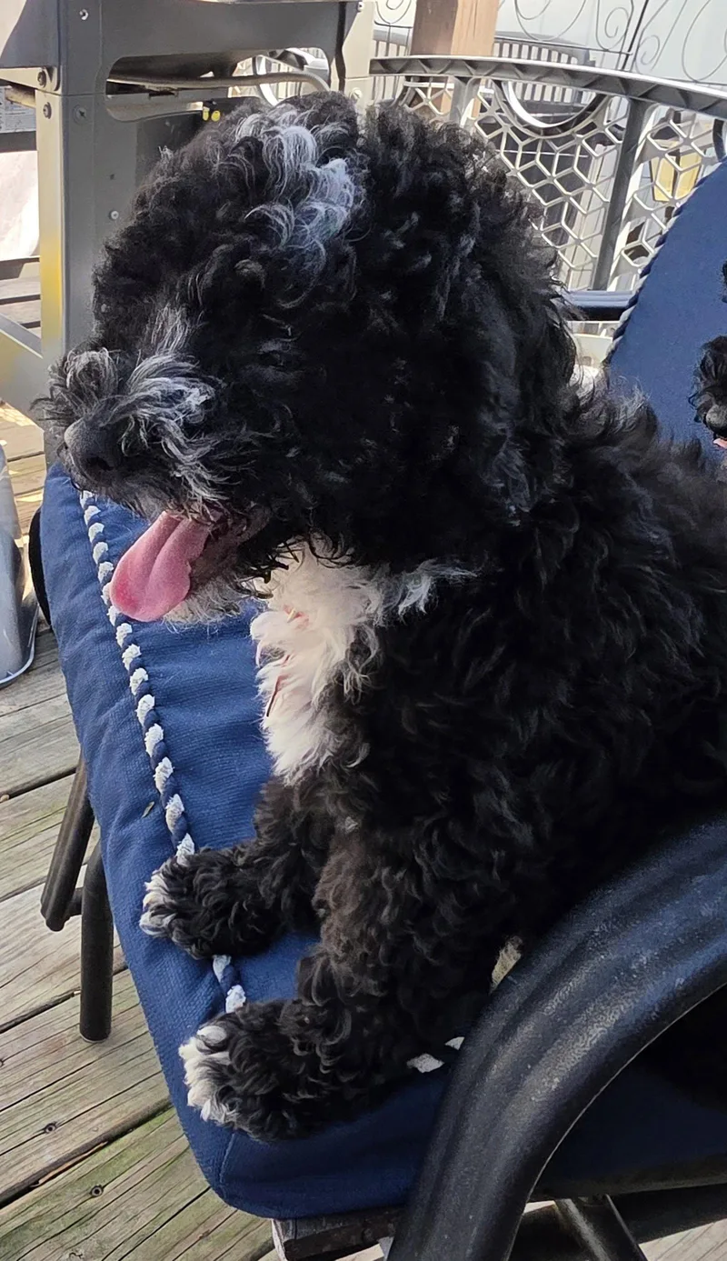 Bob