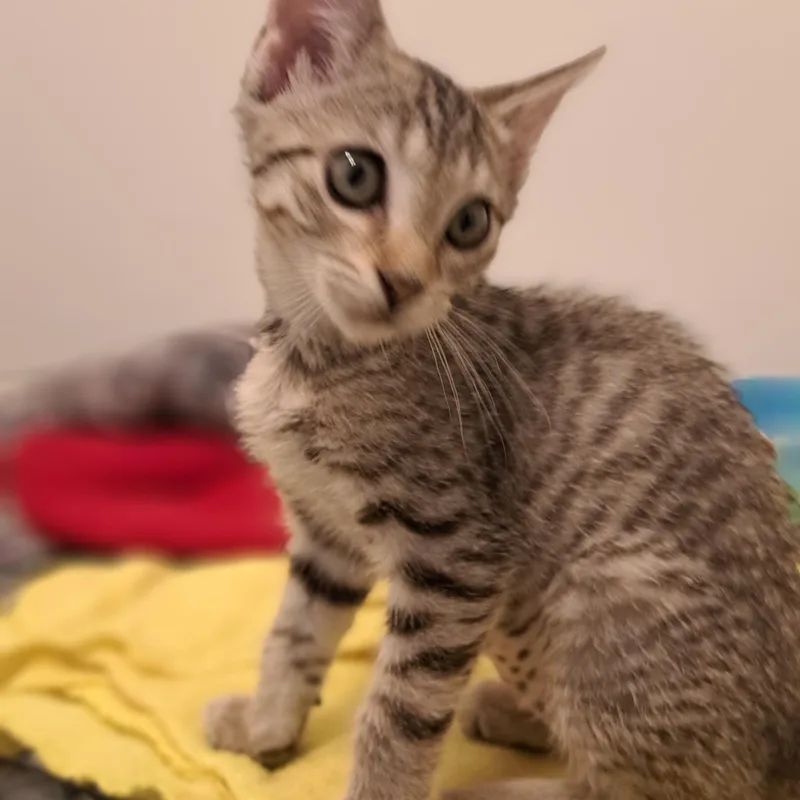 A baby medium-sized female Tabby (Buff / Tan / Fawn) Domestic Short Hair cat named Dani for adoption in Buffalo, NY
