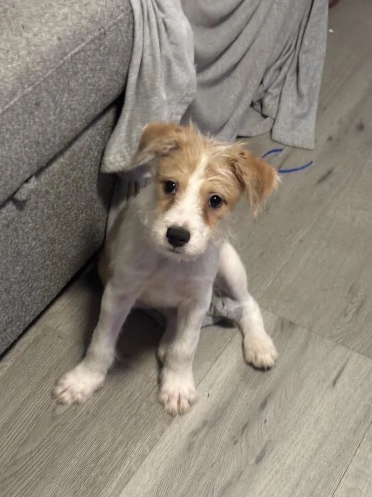 A baby small-sized male Terrier dog named Milo for adoption in Plymouth, MI