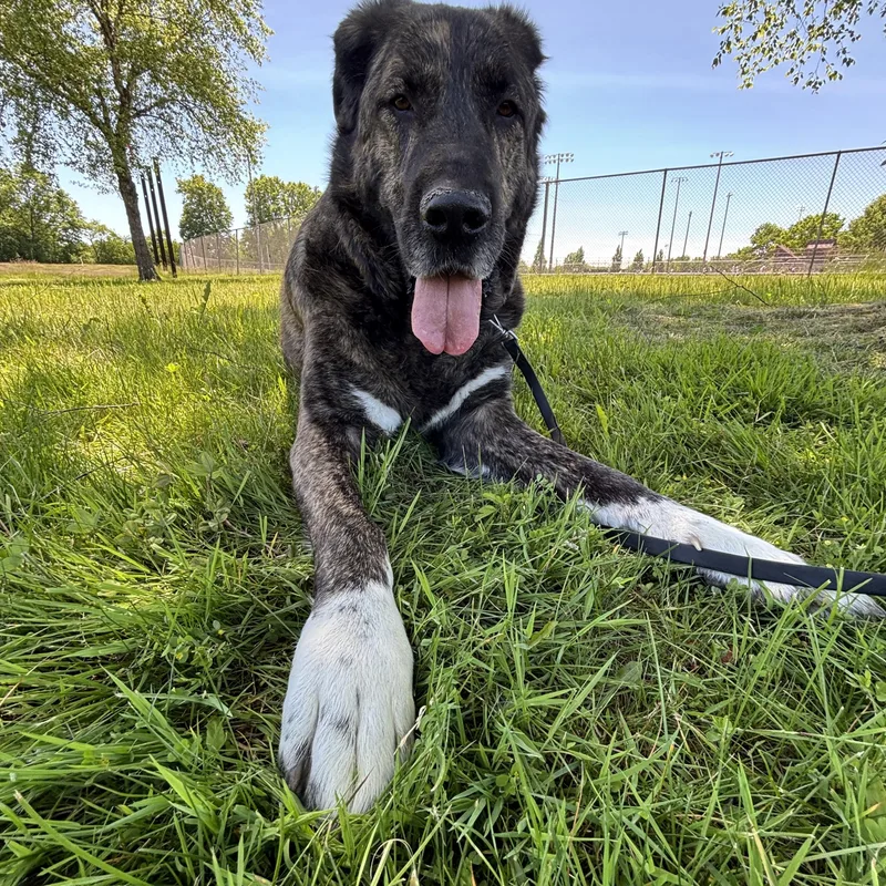 An adult extra large-sized male Brindle Mastiff dog named Napoleon for adoption in Ashland, OH