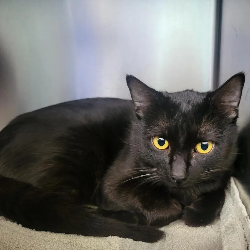 A young medium-sized male Black Domestic Short Hair cat named Argyle for adoption in Grand Rapids, MI