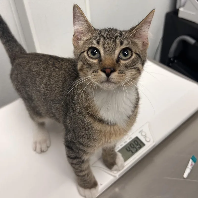 A baby small-sized male Brown / Chocolate Domestic Short Hair cat named Sweetpod for adoption in Abilene, TX
