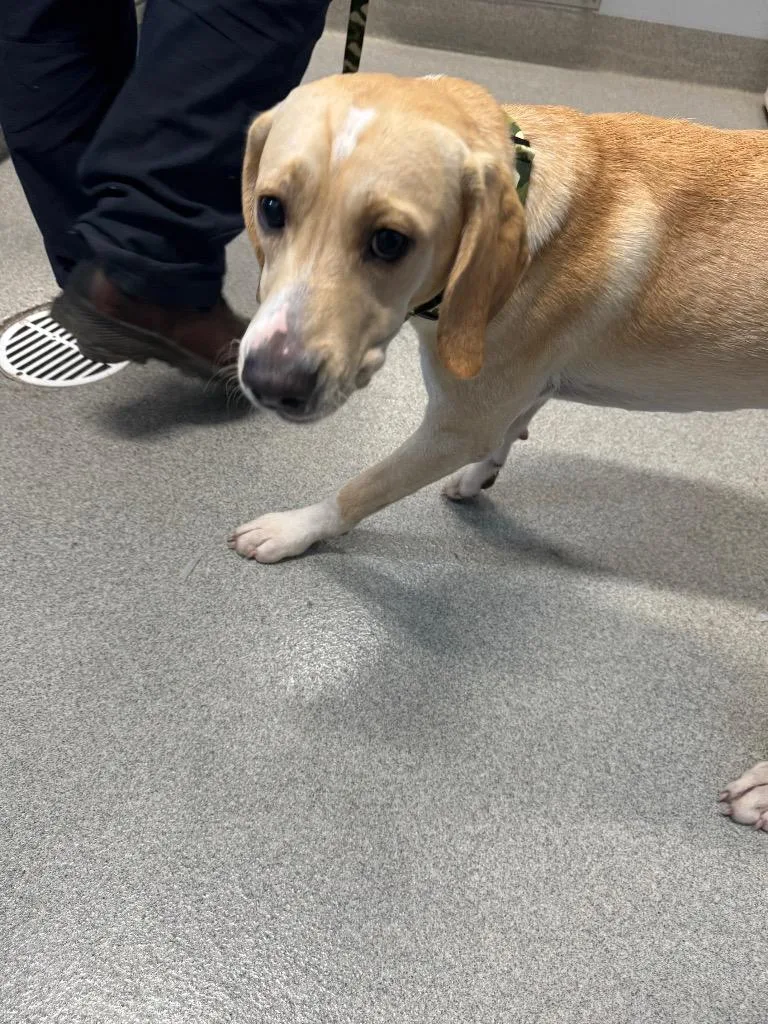 A baby medium-sized male Labrador Retriever dog named TShirt for adoption in Bloomington, IN